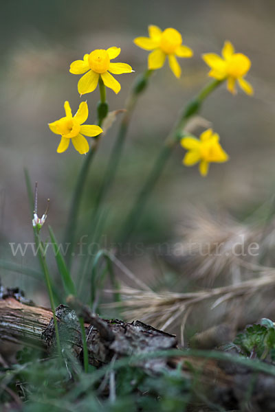 Requiens Narzisse (Narcissus assoanus)