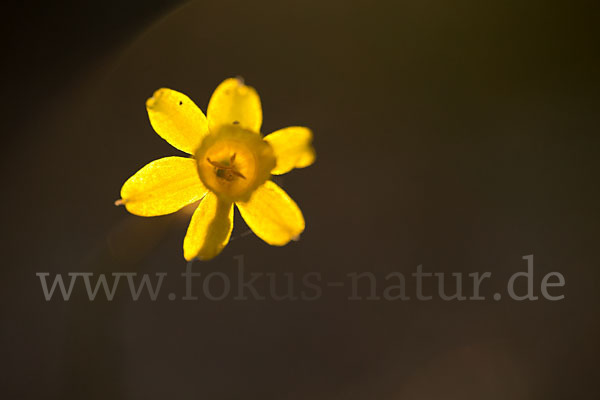 Requiens Narzisse (Narcissus assoanus)