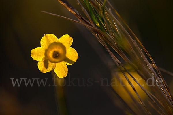 Requiens Narzisse (Narcissus assoanus)