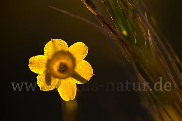 Requiens Narzisse (Narcissus assoanus)