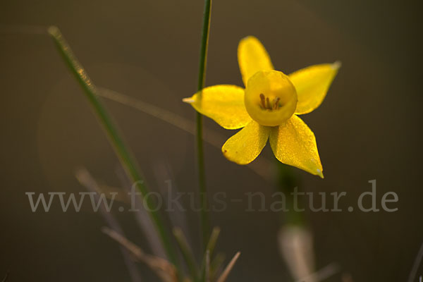 Requiens Narzisse (Narcissus assoanus)