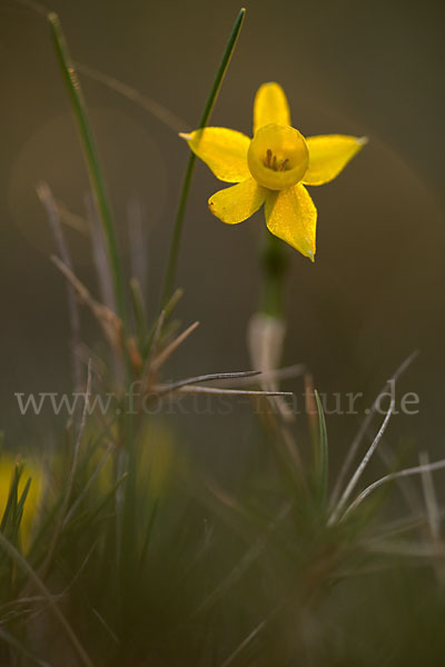 Requiens Narzisse (Narcissus assoanus)