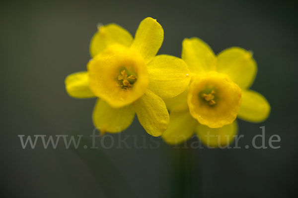 Requiens Narzisse (Narcissus assoanus)