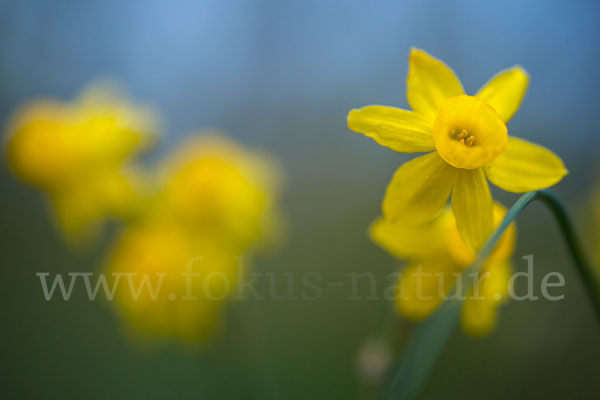 Requiens Narzisse (Narcissus assoanus)