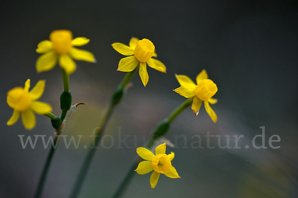 Requiens Narzisse (Narcissus assoanus)