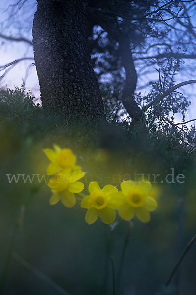 Requiens Narzisse (Narcissus assoanus)