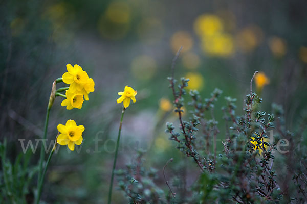 Requiens Narzisse (Narcissus assoanus)