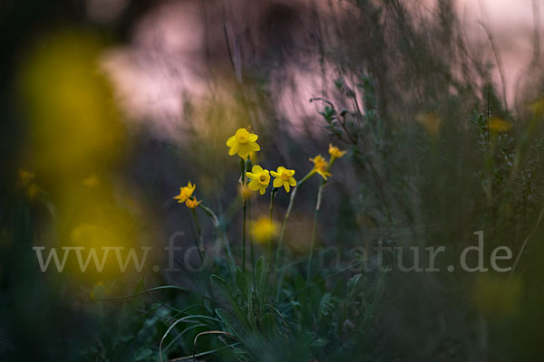 Requiens Narzisse (Narcissus assoanus)