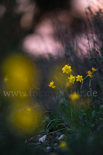 Requiens Narzisse (Narcissus assoanus)