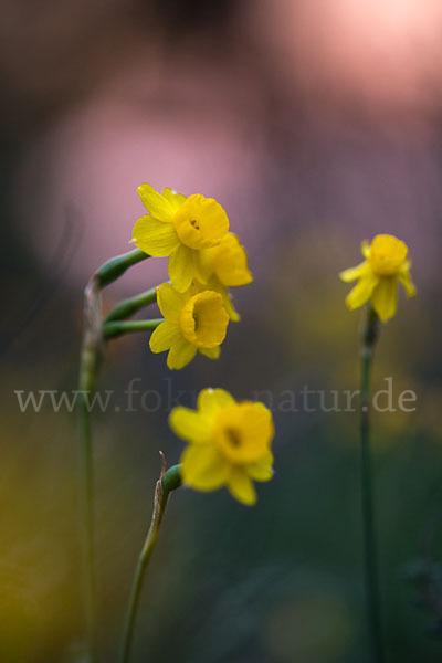 Requiens Narzisse (Narcissus assoanus)