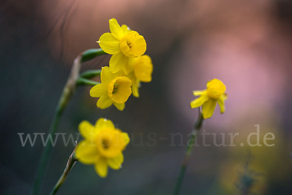 Requiens Narzisse (Narcissus assoanus)