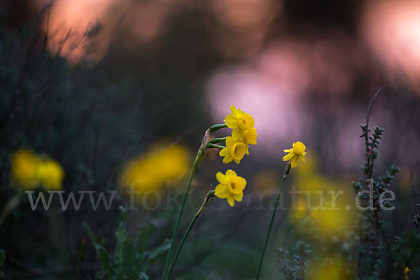 Requiens Narzisse (Narcissus assoanus)