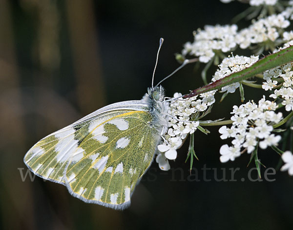 Resedaweißling (Pontia daplidice)