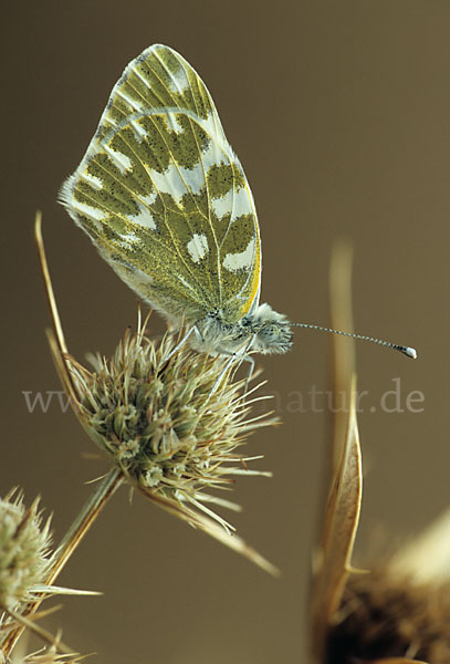 Resedaweißling (Pontia daplidice)