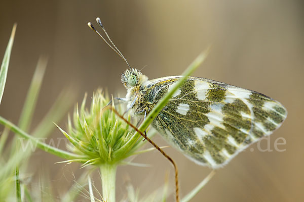 Resedaweißling (Pontia daplidice)