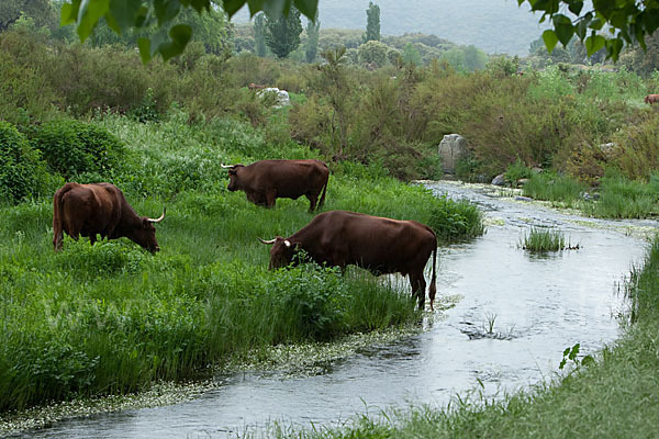 Retindo-Rind (Bos taurus sspec.1)