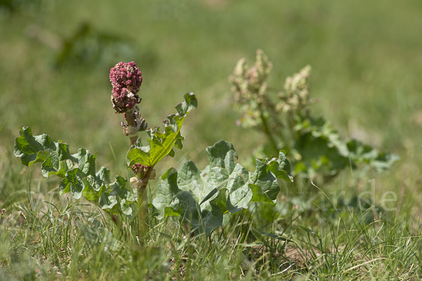 Rhabarber (Rheum undulatum)