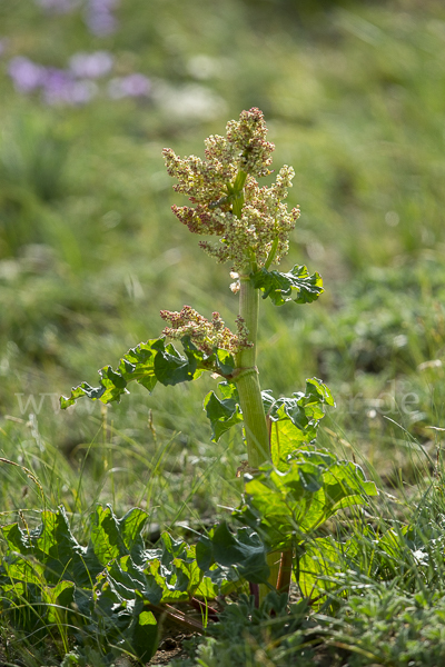 Rhabarber (Rheum undulatum)