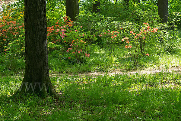 Rhododendron (Rhododendron spec.)