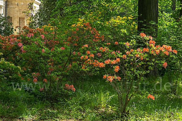 Rhododendron (Rhododendron spec.)