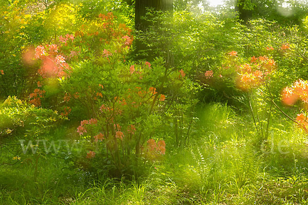 Rhododendron (Rhododendron spec.)