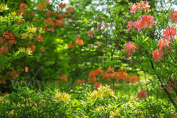 Rhododendron (Rhododendron spec.)