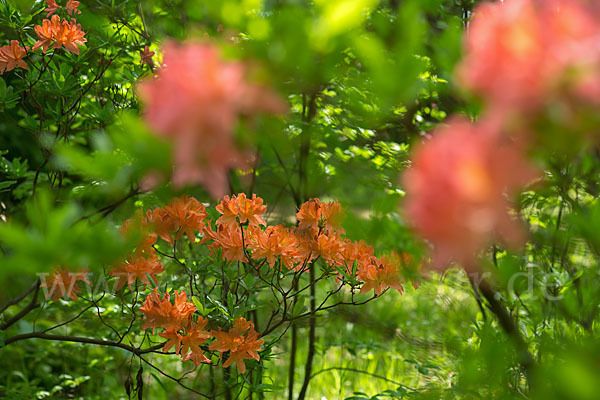 Rhododendron (Rhododendron spec.)