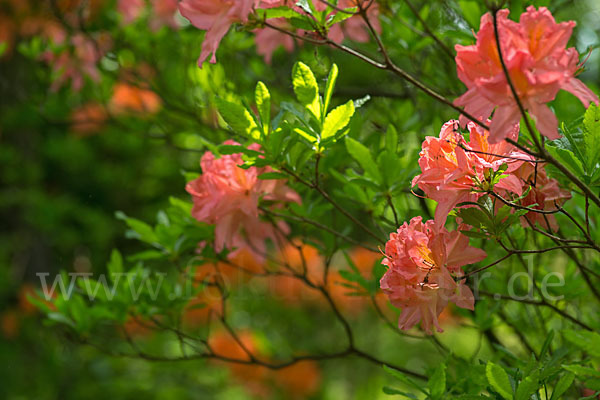 Rhododendron (Rhododendron spec.)