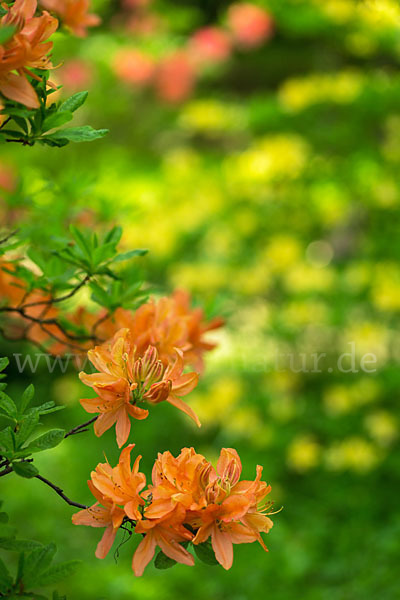 Rhododendron (Rhododendron spec.)