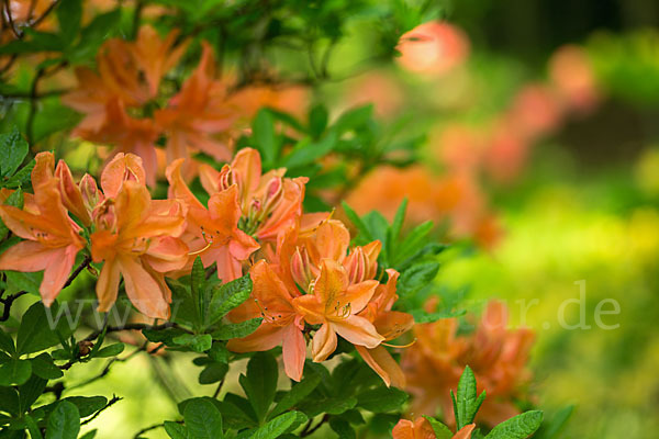 Rhododendron (Rhododendron spec.)