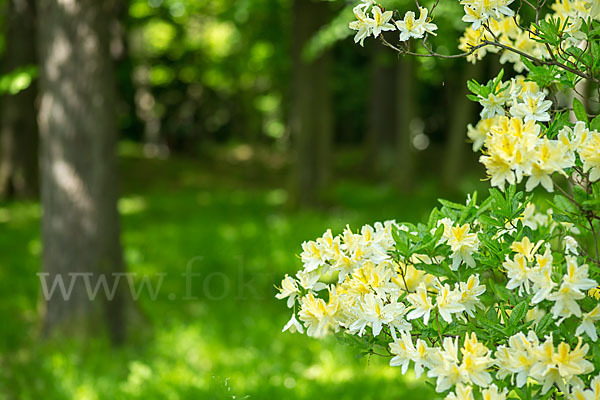 Rhododendron (Rhododendron spec.)