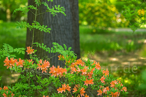 Rhododendron (Rhododendron spec.)