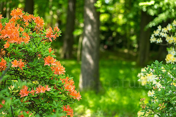 Rhododendron (Rhododendron spec.)