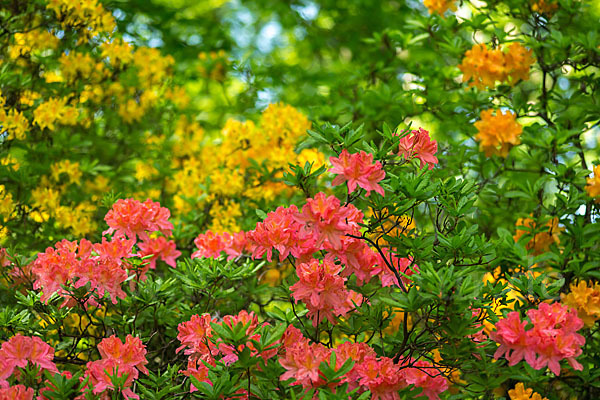 Rhododendron (Rhododendron spec.)