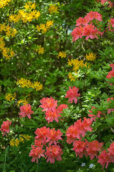 Rhododendron (Rhododendron spec.)