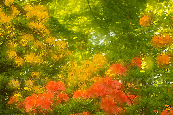 Rhododendron (Rhododendron spec.)