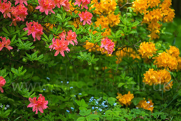 Rhododendron (Rhododendron spec.)