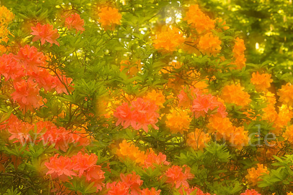 Rhododendron (Rhododendron spec.)