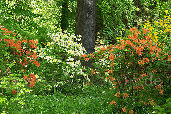 Rhododendron (Rhododendron spec.)