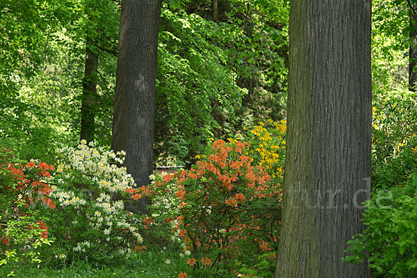 Rhododendron (Rhododendron spec.)