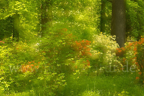 Rhododendron (Rhododendron spec.)