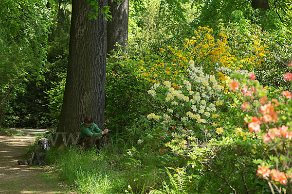 Rhododendron (Rhododendron spec.)