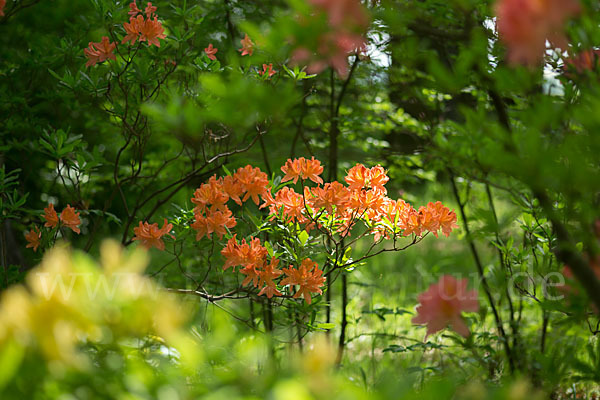 Rhododendron (Rhododendron spec.)