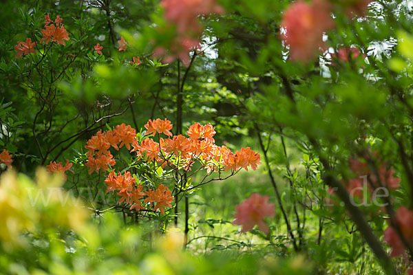 Rhododendron (Rhododendron spec.)