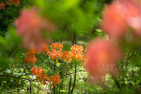 Rhododendron (Rhododendron spec.)