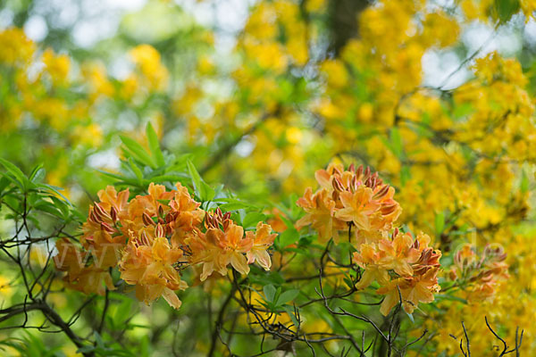 Rhododendron (Rhododendron spec.)