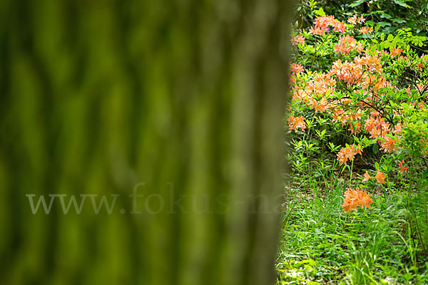 Rhododendron (Rhododendron spec.)