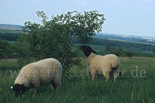 Rhönschaf (Ovis gmelini aries sspec.)