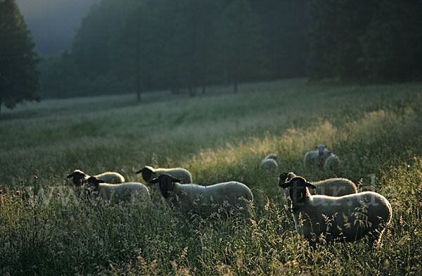 Rhönschaf (Ovis gmelini aries sspec.)