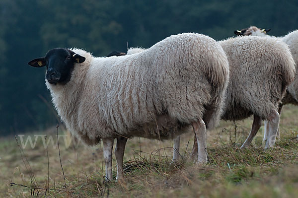 Rhönschaf (Ovis gmelini aries sspec.)